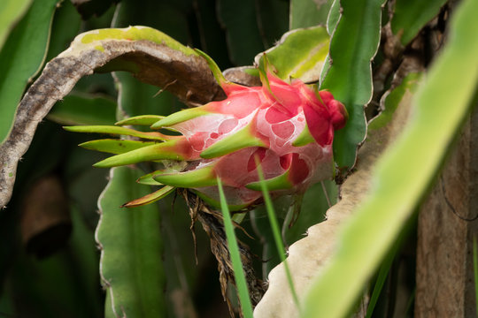 Drachenfrucht am Kaktus