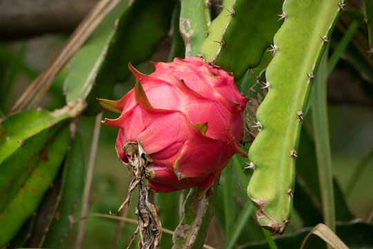 Drachenfrucht am Kaktus