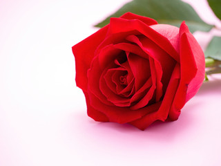 Red rose isolated on pink background.