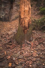 Fototapeta na wymiar A tree infected with a bark beetle, pieces of bark fallen from the tree.