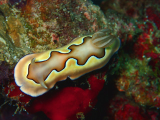 The beauty of underwater wor