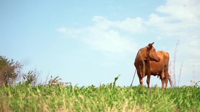 Brown cow in pasture. Milk for making cheese. Growing cows for beef. Calcium-rich milk for children. Farm. Natural food of animal origin. Ecologically clean area. Sacred animal.