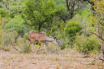 Kudu im Krüger Nationalpark in Südafrika
