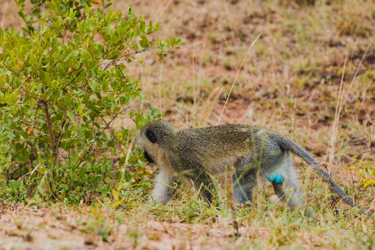 Gr&uuml;ne Meerkatze mit auff&auml;lligen Hoden in S&uuml;dafrika im Kr&uuml;ger Nationalpark