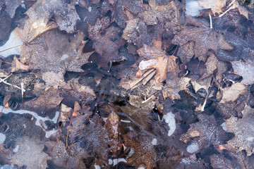 Frozen puddle with fallen leaves