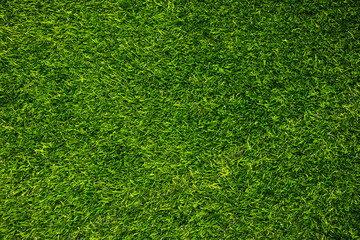 Obraz premium Green wall and green floor background.fresh spring green grass.