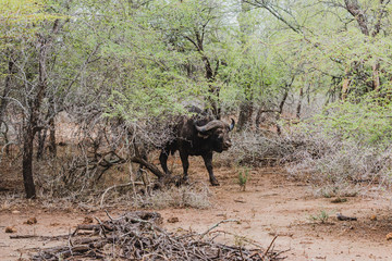 Büffel im Krüger Nationalpark in Südafrika