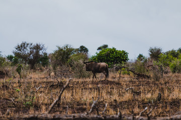 Naklejka premium Gnu im Krüger Nationalpark in Südafrika