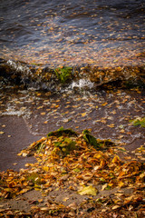 pile of yellow autumn leaves on the beach sand