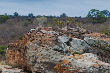 sch&ouml;ner Leopard schl&auml;ft auf einem Felsen im Kr&uuml;ger Nationalpark in S&uuml;dafrika