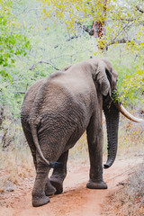 Elefantenbulle im Krüger Nationalpark