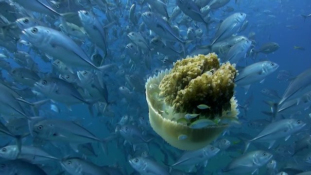 Jellyfish with group of Trevally
Filmed with Canon HF G20 camera in Gates Underwater housing on Koh Tao/Thailand. 1080 HD