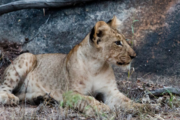 Obraz na płótnie Canvas Baby Löwe im Karongwe Reservat in Südafrika