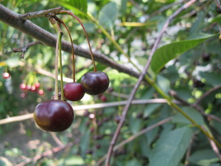 cherries on tree