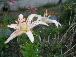 flowers on green background