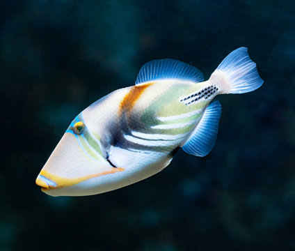 Rhinecanthus aculeatus or Lagoon triggerfish, also known as the Picasso triggerfish.