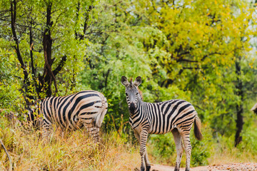 Fototapeta na wymiar wildes Zebra im Karongwe Reservat in Südafrika - Safari