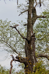 Familie Südlicher Gelbschnabeltoko - Tockus leucomelas, Nashornvogel im Krüger Nationalpark in Südafrika