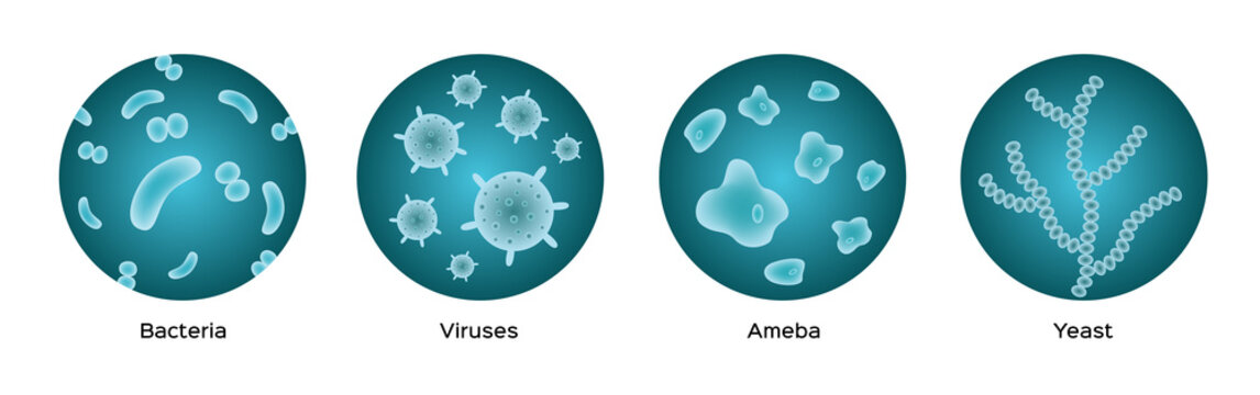 bacteria viruses ameba yeast icon vector