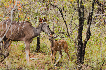Naklejka na ściany i meble Kudu Mutter mit Jungtier im Krüger Nationalpark in Südafrika