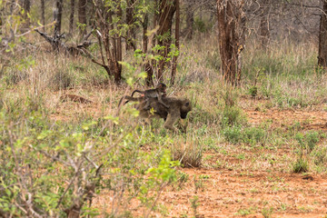 Pavianmutter mit Baby auf dem Rücken im Krüger Nationalpark in Südafrika