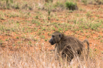 Obraz na płótnie Canvas Pavian im Krüger Nationalpark in Südafrika
