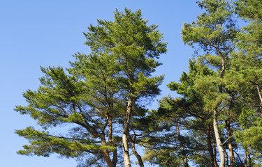 松　空　素材