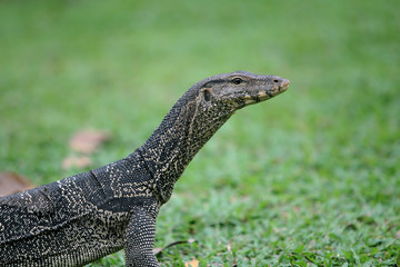 Giant Lizard