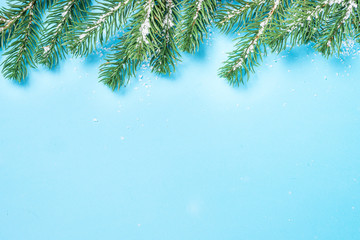Snow Fir tree branch and cones on blue background. 