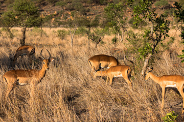 Impala Herde im Krüger Nationalpark in Südafrika