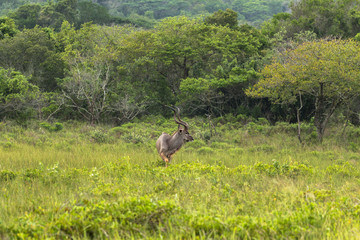 Obraz na płótnie Canvas schönes Kudu in den Wetlands von St. Lucia in Südafrika