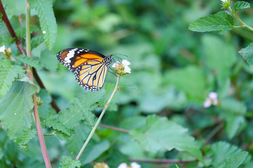 butterfly on flower