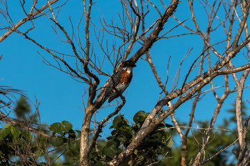 Schöner Riesenkingfisher Einsvogel in St. Lucia in Südafrika