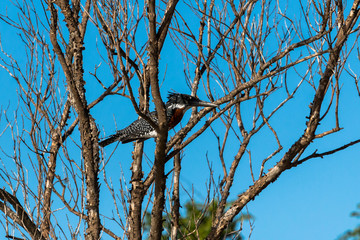 Schöner Riesenkingfisher Einsvogel in St. Lucia in Südafrika