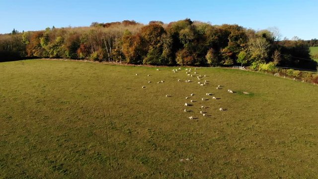 Push in aerial shot over sheep in a colourful paddock in the Chiltern Hills, United Kingdom