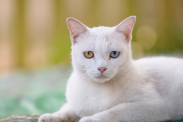 Close up head white cat
