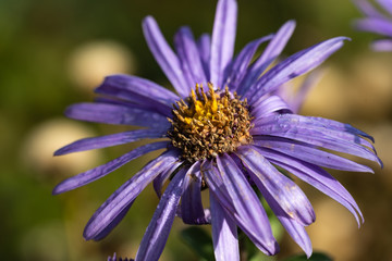 Obraz premium Violette Aster