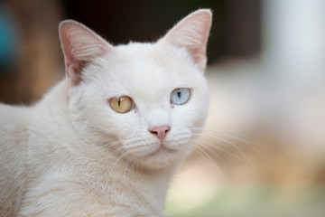 Plakat Close up head white cat