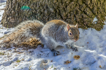 Funny grey squirrel sitting in snow cracking nut