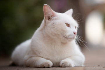 Close up head white cat