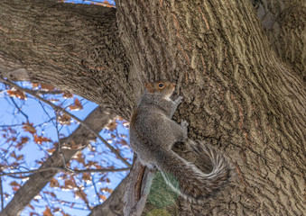 Funny grey squirrel sitting in a tree on blue sky background © A_Skorobogatova