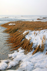 reeds in the wind and snow in the sea