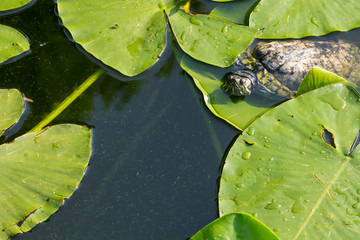 young turtle hides merges with dark green lotus leaves against the background of water