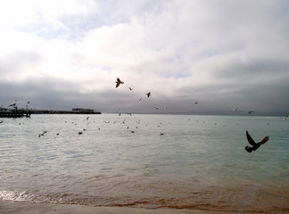 Naklejka premium seagulls on the beach