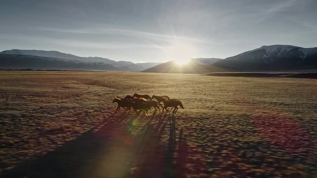 Horses running free in meadow with snow capped mountain backdrop