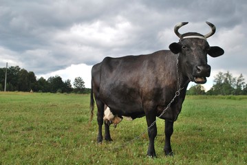 Close up of a black cow in Latvia. Cow on a green field in a summer day. 