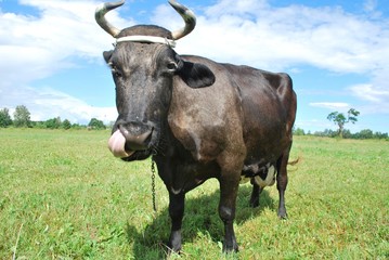 Close up of a black cow in Latvia. Cow on a green field in a summer day. 
