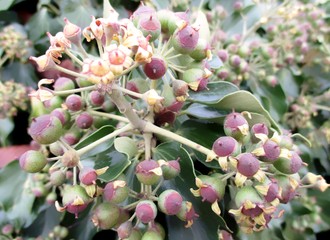 Gros plan en extérieur d'un lierre grimpant (hedera helix) avec baies juvéniles et feuillage  