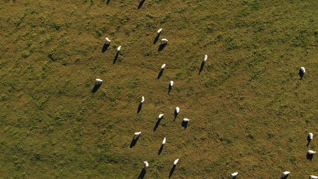 Aerial shot moving down over a herd of sheep in a colourful paddock in the beautiful Chiltern Hills, United Kingdom.