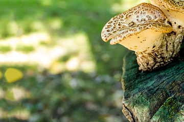 flora forest background. Decoration base frame postcard on a blurred background of a sunny meadow
